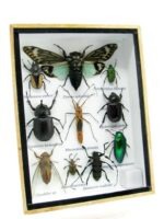 Echte tropische Insekten - Einzelstück - im 3D M-Schaukasten - Wandbild 4-A-M-53 – Bild 2