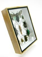 Echte tropische Insekten - Einzelstück - im 3D M-Schaukasten - Wandbild 4-A-M-53 – Bild 3