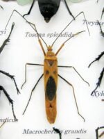 Echte tropische Insekten - Einzelstück - im 3D M-Schaukasten - Wandbild 4-A-M-53 – Bild 4