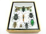 Echte tropische Insekten - Einzelstück - im 3D M-Schaukasten - Wandbild 4-A-M-53 – Bild 5