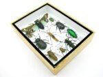 Echte tropische Insekten - Einzelstück - im 3D M-Schaukasten - Wandbild 4-A-M-53 – Bild 10