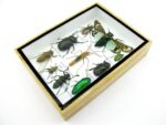 Echte tropische Insekten - Einzelstück - im 3D M-Schaukasten - Wandbild 4-A-M-53 – Bild 6