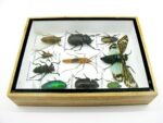 Echte tropische Insekten - Einzelstück - im 3D M-Schaukasten - Wandbild 4-A-M-53 – Bild 7