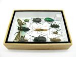 Echte tropische Insekten - Einzelstück - im 3D M-Schaukasten - Wandbild 4-A-M-53 – Bild 8