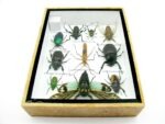 Echte tropische Insekten - Einzelstück - im 3D M-Schaukasten - Wandbild 4-A-M-53 – Bild 9