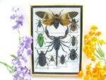 Echte tropische Insekten - Einzelstück - im 3D M-Schaukasten - Wandbild 3-A-M-54