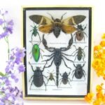 Echte tropische Insekten - Einzelstück - im 3D M-Schaukasten - Wandbild 3-A-M-54