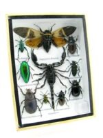 Echte tropische Insekten - Einzelstück - im 3D M-Schaukasten - Wandbild 3-A-M-54 – Bild 2