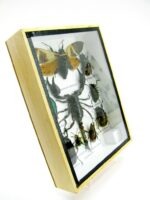 Echte tropische Insekten - Einzelstück - im 3D M-Schaukasten - Wandbild 3-A-M-54 – Bild 3