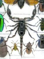 Echte tropische Insekten - Einzelstück - im 3D M-Schaukasten - Wandbild 3-A-M-54 – Bild 4
