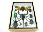 Echte tropische Insekten - Einzelstück - im 3D M-Schaukasten - Wandbild 3-A-M-54 – Bild 5