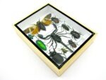 Echte tropische Insekten - Einzelstück - im 3D M-Schaukasten - Wandbild 3-A-M-54 – Bild 6
