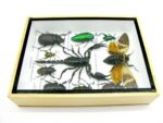 Echte tropische Insekten - Einzelstück - im 3D M-Schaukasten - Wandbild 3-A-M-54 – Bild 8