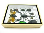 Echte tropische Insekten - Einzelstück - im 3D M-Schaukasten - Wandbild 3-A-M-54 – Bild 9