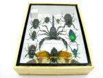Echte tropische Insekten - Einzelstück - im 3D M-Schaukasten - Wandbild 3-A-M-54 – Bild 10