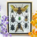 Echte tropische Insekten - Einzelstück - im 3D M-Schaukasten - Wandbild 8-A-M-56