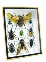 Echte tropische Insekten - Einzelstück - im 3D M-Schaukasten - Wandbild 8-A-M-56 – Bild 2