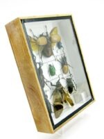 Echte tropische Insekten - Einzelstück - im 3D M-Schaukasten - Wandbild 8-A-M-56 – Bild 3