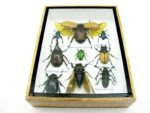 Echte tropische Insekten - Einzelstück - im 3D M-Schaukasten - Wandbild 8-A-M-56 – Bild 5
