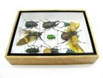 Echte tropische Insekten - Einzelstück - im 3D M-Schaukasten - Wandbild 8-A-M-56 – Bild 8