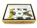 Echte tropische Insekten - Einzelstück - im 3D M-Schaukasten - Wandbild 8-A-M-56 – Bild 9