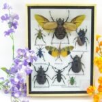 Echte tropische Insekten - Einzelstück - im 3D M-Schaukasten - Wandbild 7-A-M-58