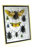 Echte tropische Insekten - Einzelstück - im 3D M-Schaukasten - Wandbild 7-A-M-58 – Bild 2