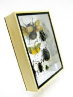 Echte tropische Insekten - Einzelstück - im 3D M-Schaukasten - Wandbild 7-A-M-58 – Bild 3