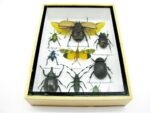 Echte tropische Insekten - Einzelstück - im 3D M-Schaukasten - Wandbild 7-A-M-58 – Bild 5