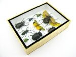 Echte tropische Insekten - Einzelstück - im 3D M-Schaukasten - Wandbild 7-A-M-58 – Bild 7