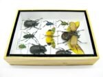 Echte tropische Insekten - Einzelstück - im 3D M-Schaukasten - Wandbild 7-A-M-58 – Bild 8
