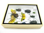 Echte tropische Insekten - Einzelstück - im 3D M-Schaukasten - Wandbild 7-A-M-58 – Bild 9