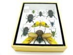 Echte tropische Insekten - Einzelstück - im 3D M-Schaukasten - Wandbild 7-A-M-58 – Bild 10
