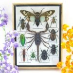 Echte tropische Insekten - Einzelstück - im 3D M-Schaukasten - Wandbild 1-A-M-59