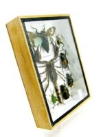 Echte tropische Insekten - Einzelstück - im 3D M-Schaukasten - Wandbild 1-A-M-59 – Bild 3