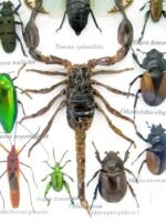 Echte tropische Insekten - Einzelstück - im 3D M-Schaukasten - Wandbild 1-A-M-59 – Bild 4