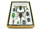 Echte tropische Insekten - Einzelstück - im 3D M-Schaukasten - Wandbild 1-A-M-59 – Bild 5