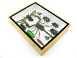 Echte tropische Insekten - Einzelstück - im 3D M-Schaukasten - Wandbild 1-A-M-59 – Bild 6