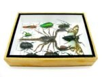 Echte tropische Insekten - Einzelstück - im 3D M-Schaukasten - Wandbild 1-A-M-59 – Bild 8