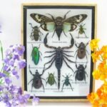 Echte tropische Insekten - Einzelstück - im 3D M-Schaukasten - Wandbild 1-A-M-60