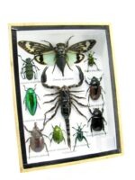Echte tropische Insekten - Einzelstück - im 3D M-Schaukasten - Wandbild 1-A-M-60 – Bild 2