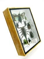 Echte tropische Insekten - Einzelstück - im 3D M-Schaukasten - Wandbild 1-A-M-60 – Bild 3