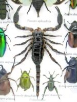 Echte tropische Insekten - Einzelstück - im 3D M-Schaukasten - Wandbild 1-A-M-60 – Bild 4