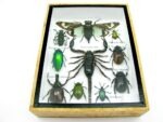 Echte tropische Insekten - Einzelstück - im 3D M-Schaukasten - Wandbild 1-A-M-60 – Bild 5