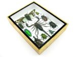Echte tropische Insekten - Einzelstück - im 3D M-Schaukasten - Wandbild 1-A-M-60 – Bild 6