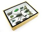 Echte tropische Insekten - Einzelstück - im 3D M-Schaukasten - Wandbild 1-A-M-60 – Bild 7