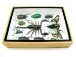 Echte tropische Insekten - Einzelstück - im 3D M-Schaukasten - Wandbild 1-A-M-60 – Bild 8