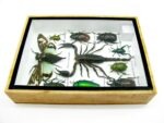 Echte tropische Insekten - Einzelstück - im 3D M-Schaukasten - Wandbild 1-A-M-60 – Bild 9