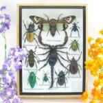 Echte tropische Insekten - Einzelstück - im 3D M-Schaukasten - Wandbild 2-A-M-61