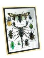 Echte tropische Insekten - Einzelstück - im 3D M-Schaukasten - Wandbild 2-A-M-61 – Bild 2